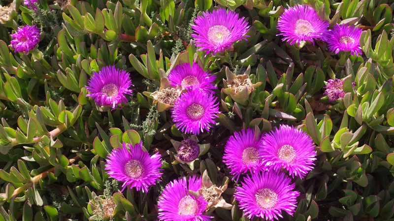 2016-04-27_155141 sardinien-2016.jpg - Rote Hottentottenfeige(Carpobrotus acinaciformis)